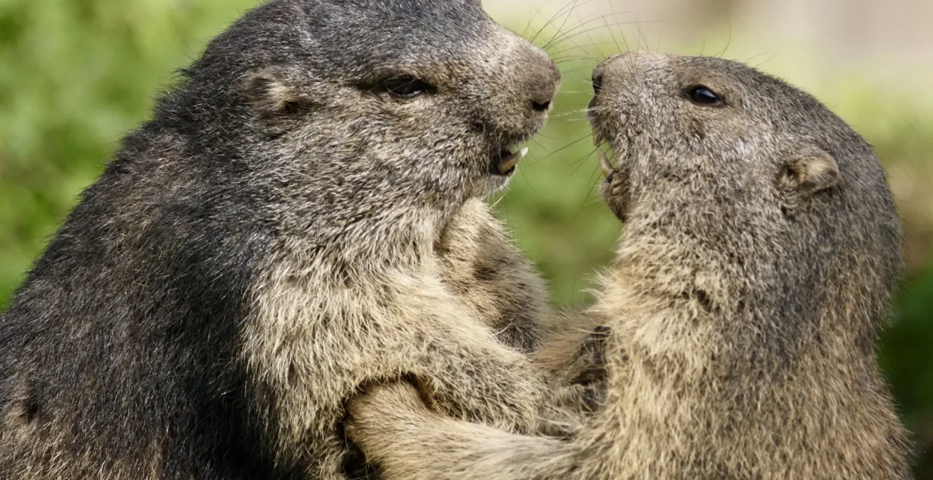 parc animalier en France.jpg